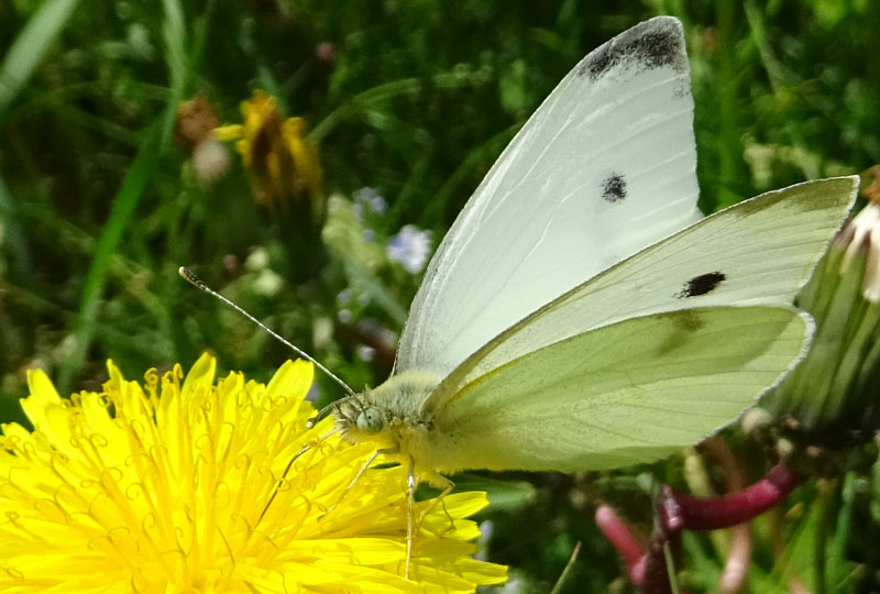 maschio di Pieris rapae - Pieridae